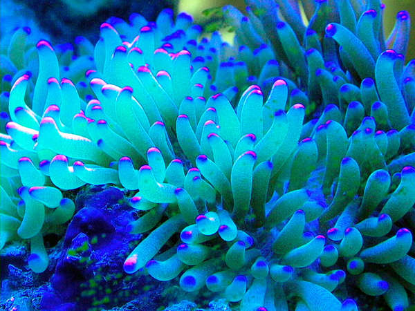 Sebae anemone