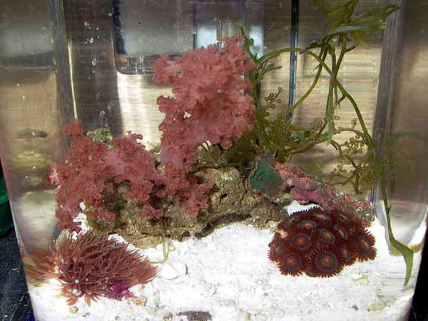 Azoo 3lt nano