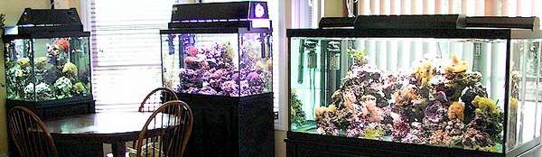 Panoramic view of our three new tanks
