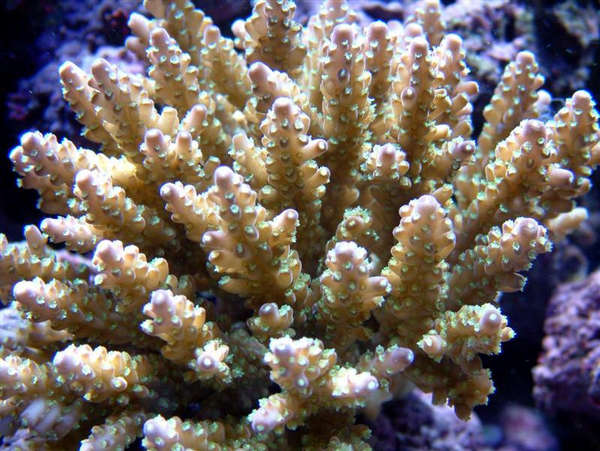 Tri Coloured Acro