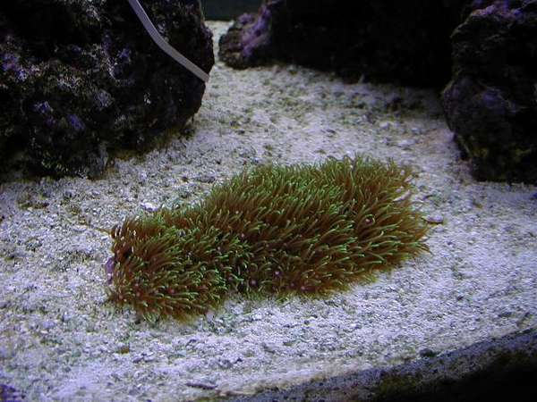 Green Star Polyps