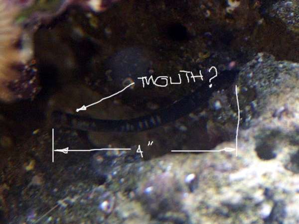 worm