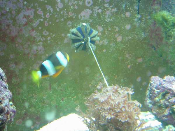 spiderman coral