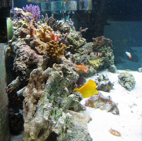 tank photos