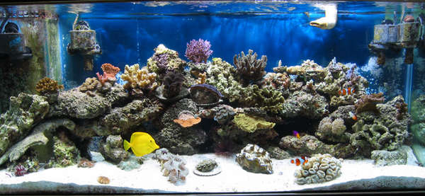 tank photos