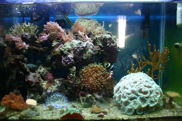 Corals for sale