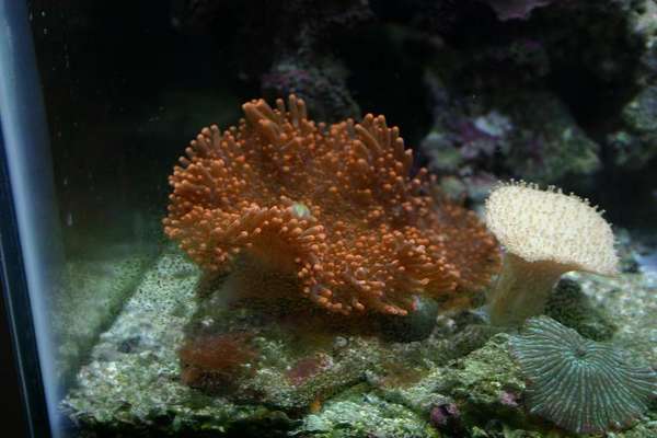 Corals for sale