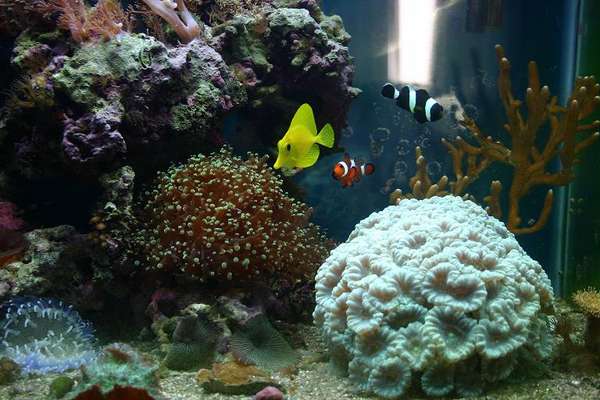 Corals for sale