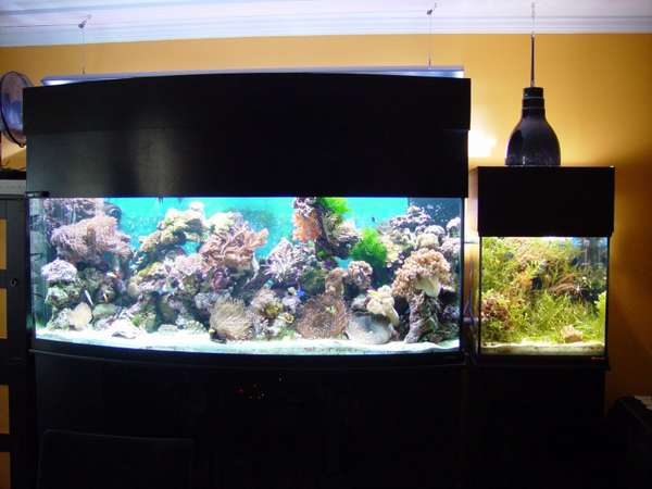 175 g main tank &amp; 30 g seahorse/pipefish tank