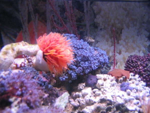 nanno tank 7 gallon