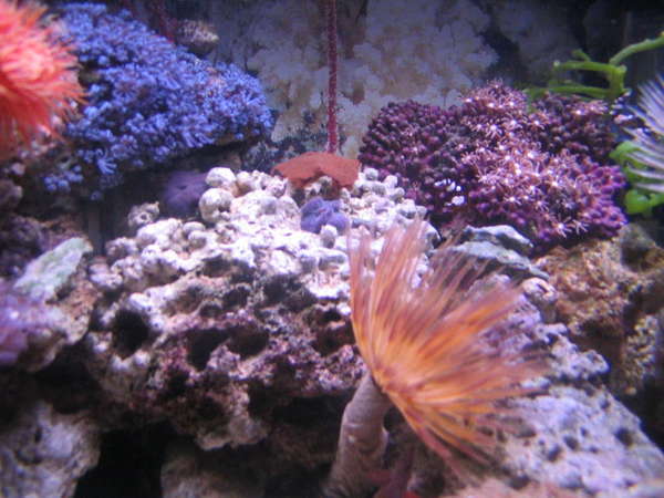 nanno tank 7 gallon