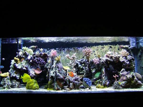 full_tank_Large_