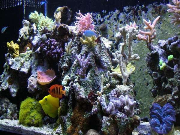 full_tank_Large_