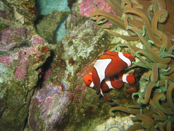 clowns laying eggs