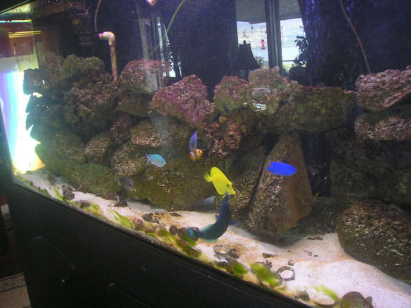 230 Gal. DRILLED TANK