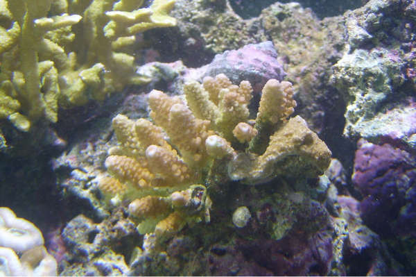 Acropora 06/05