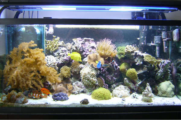 Full Tank 2005