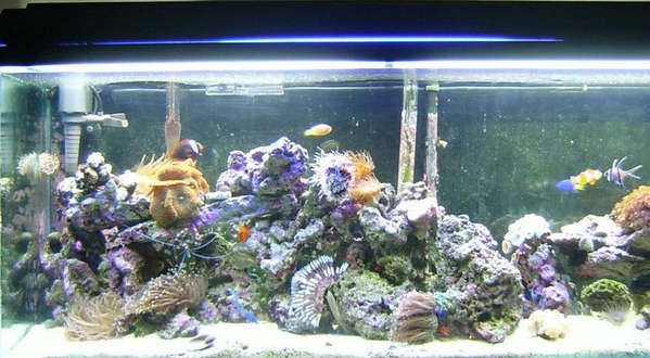 Tank Lights