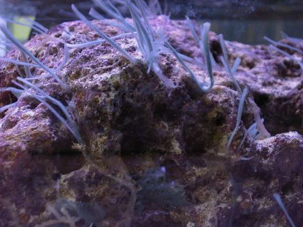 Blue Sponge ?