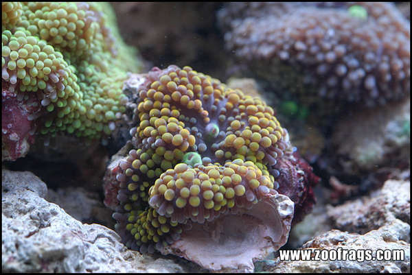 Ricordea Florida