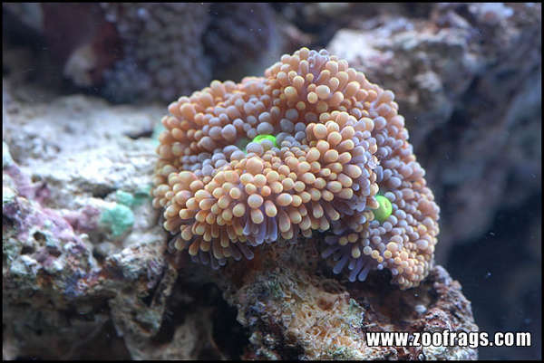 Ricordea Florida