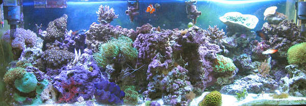 Full_Tank