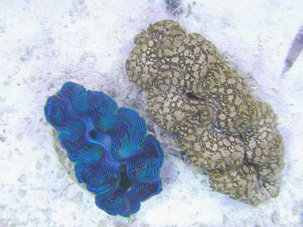 New Clam