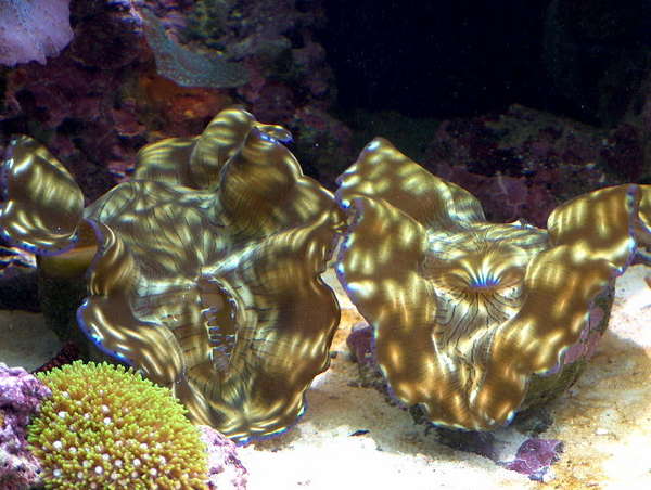 clams7