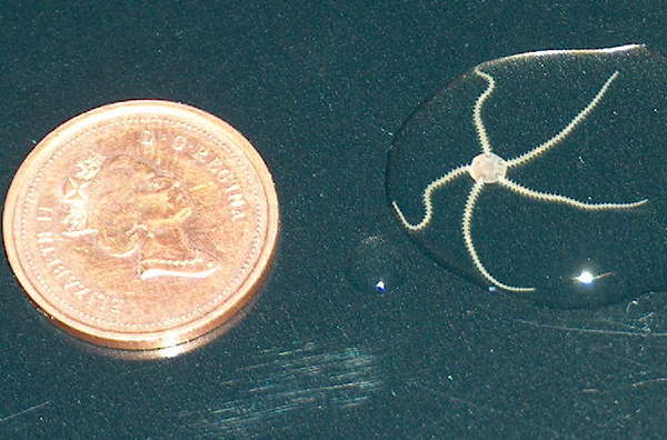 small