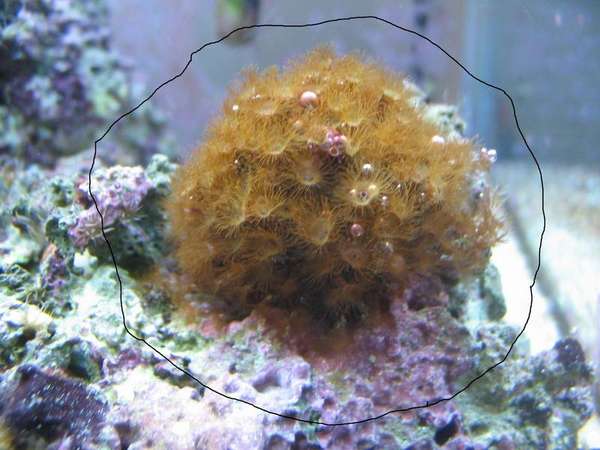 id