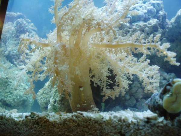 anemone with anemone shrimp