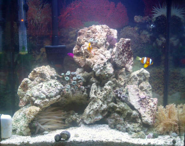 My 20 gallon marine tank
