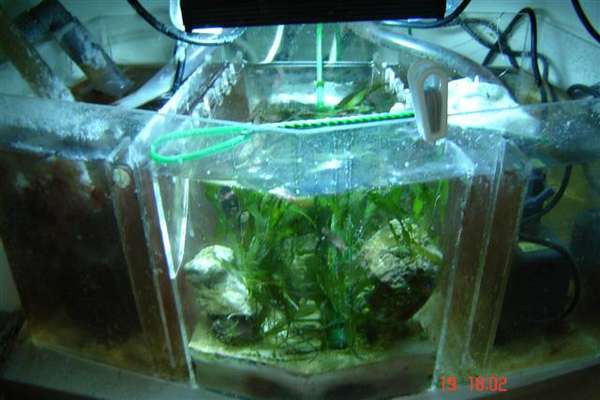 DIY Sump and Refugium