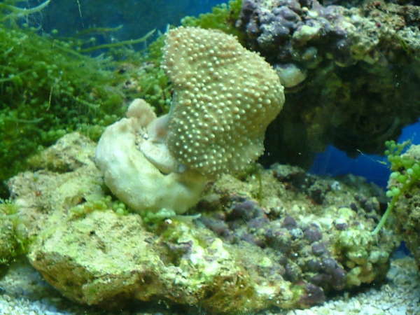 toadstool1
