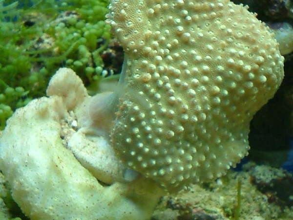 toadstool1