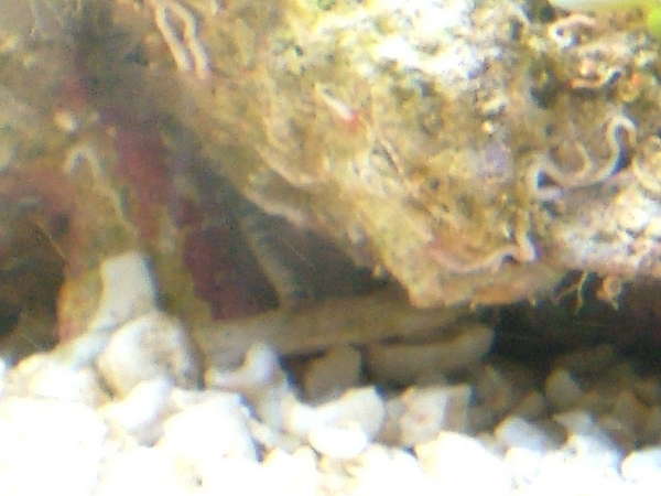 worm1