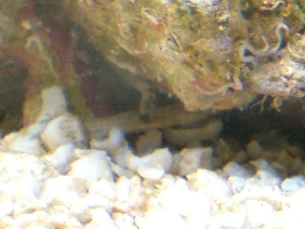worm1