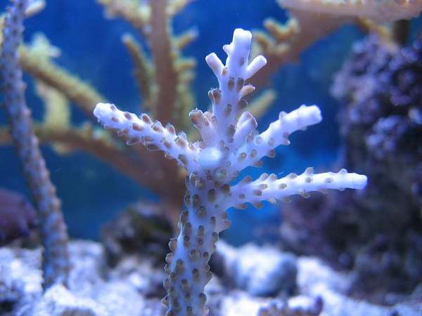 frags 4 sale