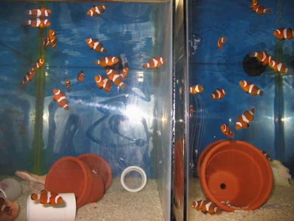 larry's fish
