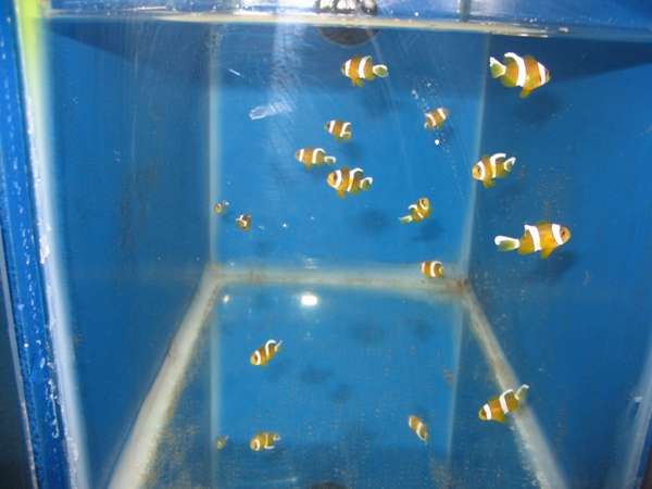 clarkii clownfish