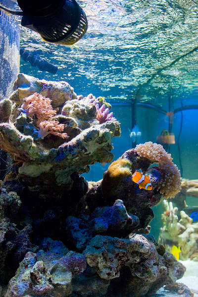reef-20090129