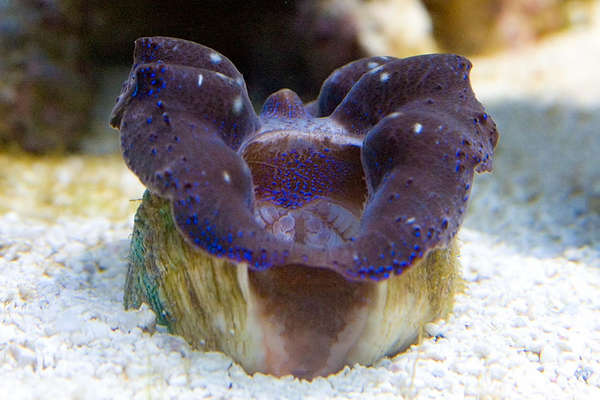 reef-20090129