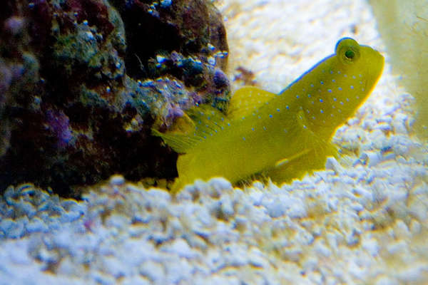 reef-20090129