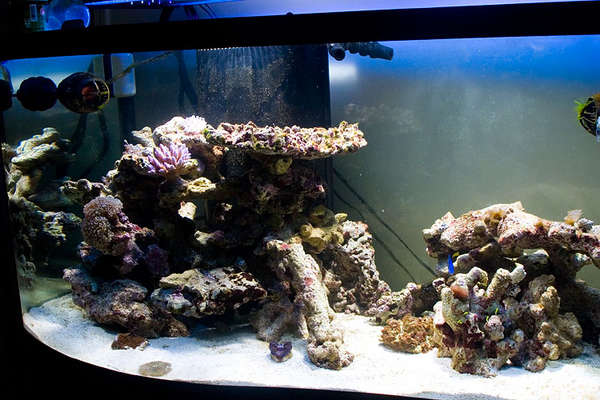 reef-20090129