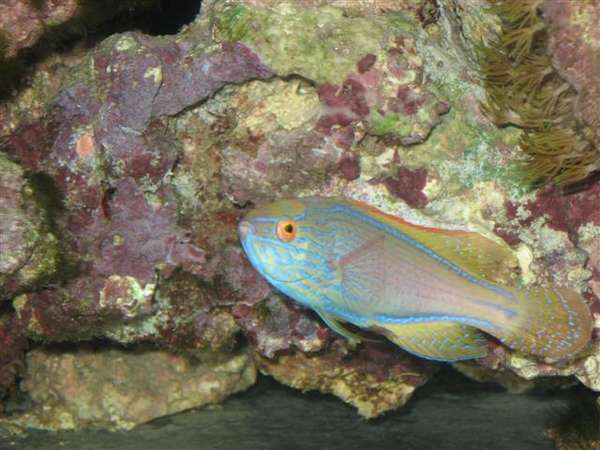 Chevron_028_Small_