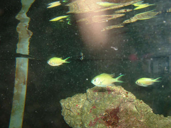 Chromis