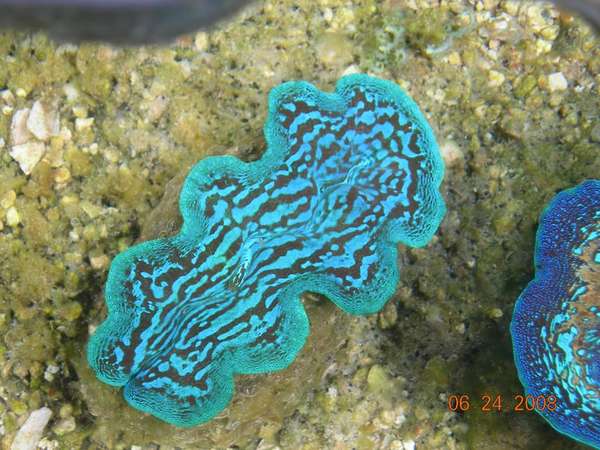 Clam_02