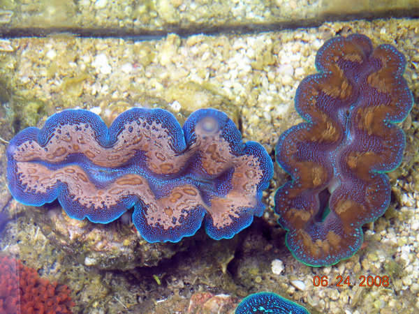 Clams for Sale