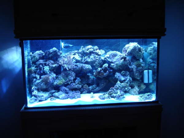ed,s new reef