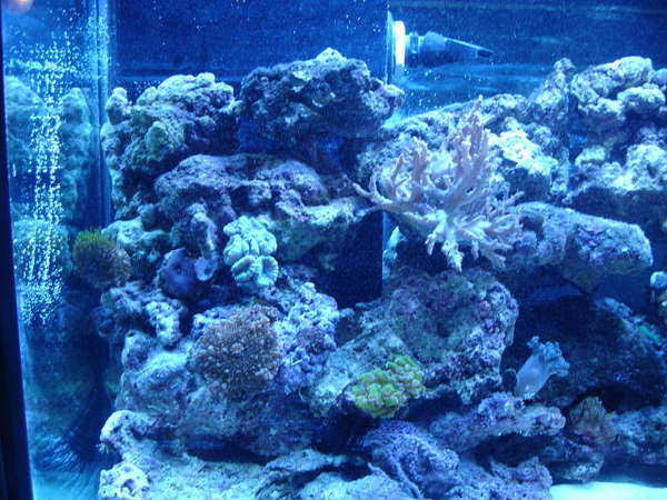 ed,s new reef